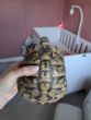 Hermanns : Male approx 15 years old (James)